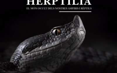 Herptilia